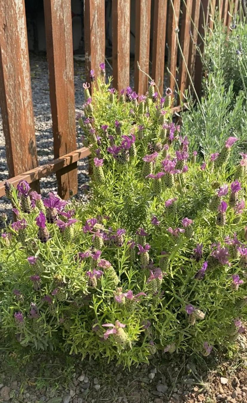 Lavender Farm House Нафпактос Экстерьер фото